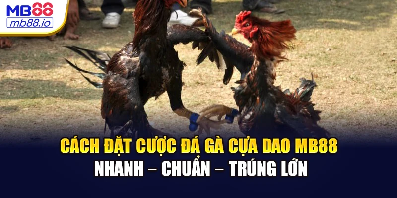 Cách đặt cược đá gà cựa dao MB88 nhanh – chuẩn – trúng lớn