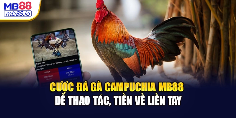 Cược đá gà Campuchia MB88 dễ thao tác, tiền về liền tay
