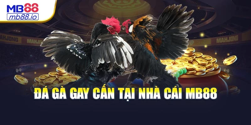 Đá gà gay cấn tại nhà cái MB88